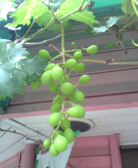 画像: ☆店の前にある葡萄の実が大きくなってきました♪♪